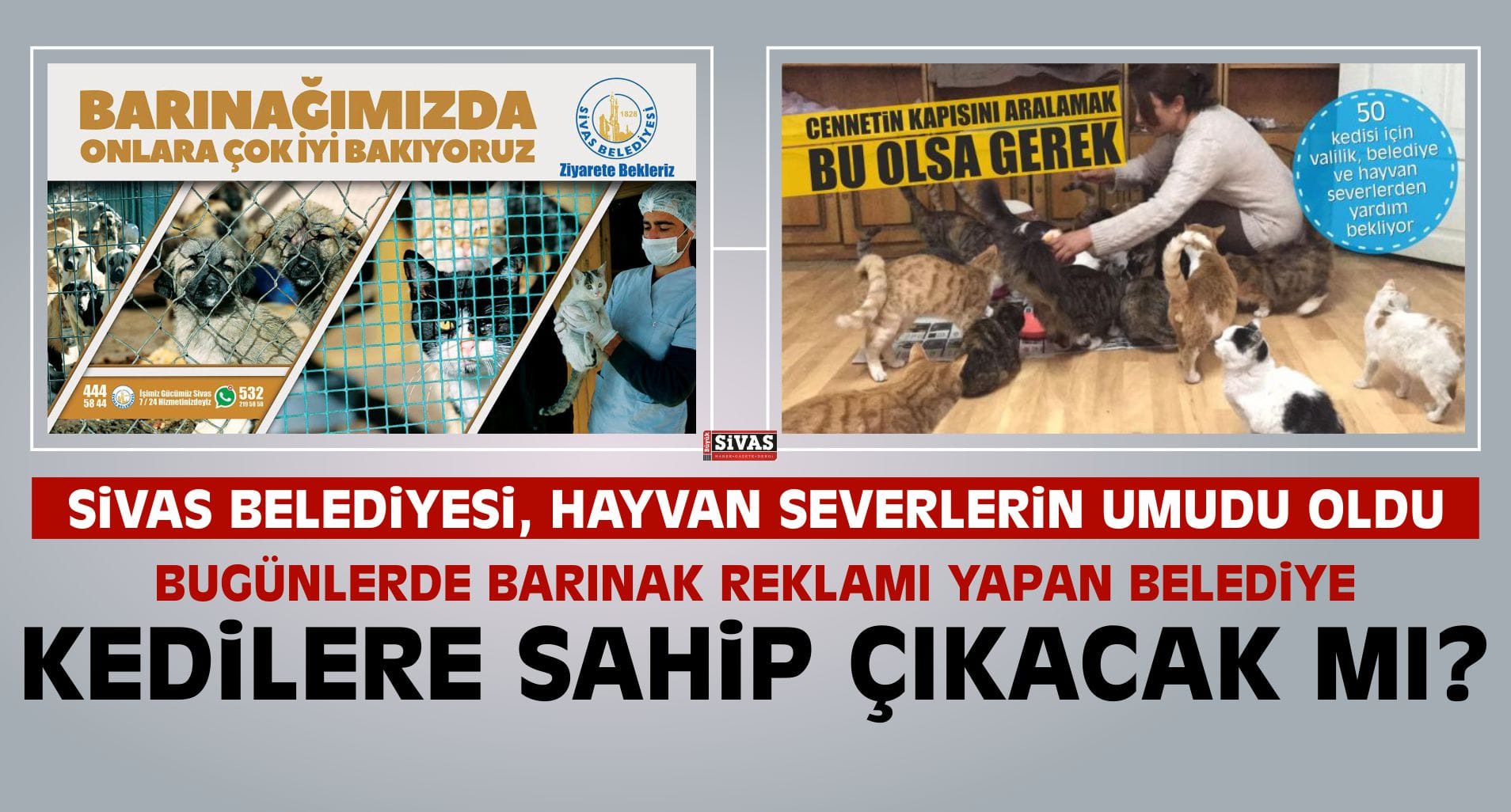 Sivas Belediyesi Barinaginin Kedilere Sahip Cikmasi Bekleniyor Buyuk Sivas Haber Sivas Haberleri Haberler Guncel Yerel Haberlerbuyuk Sivas Haber Sivas Haberleri Haberler Guncel Yerel Haberler