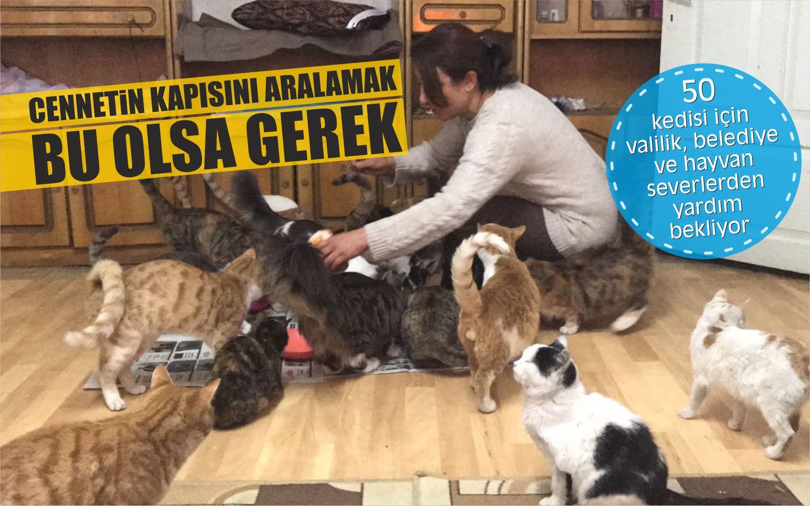 sivas-kedi-evi