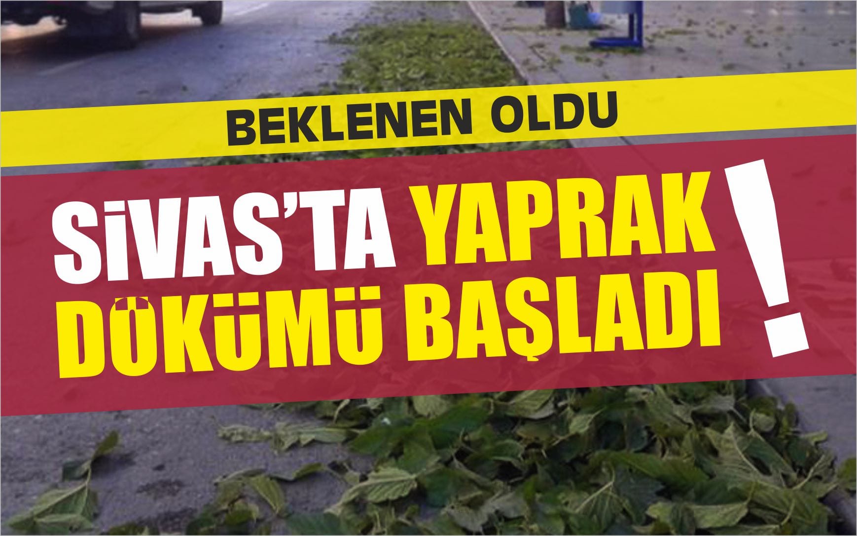 yaprak-dokumu