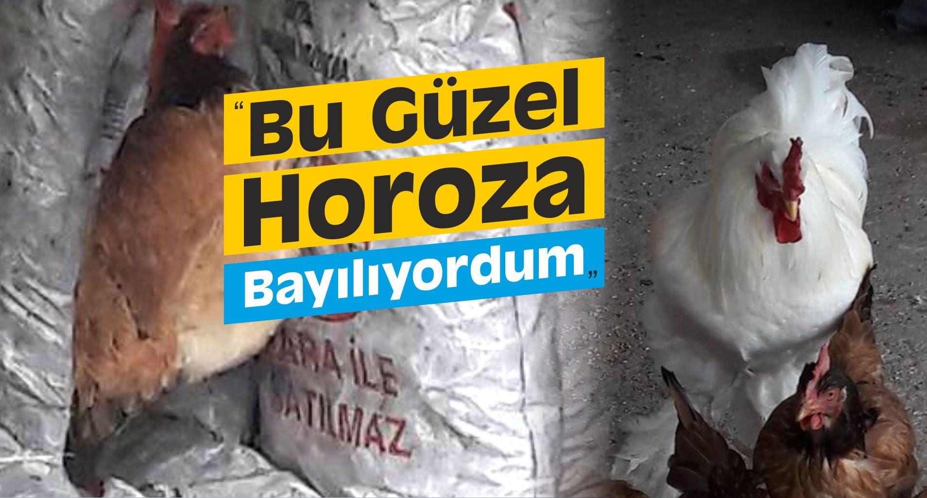 “Bu Güzel Horoza Bayılıyordum”