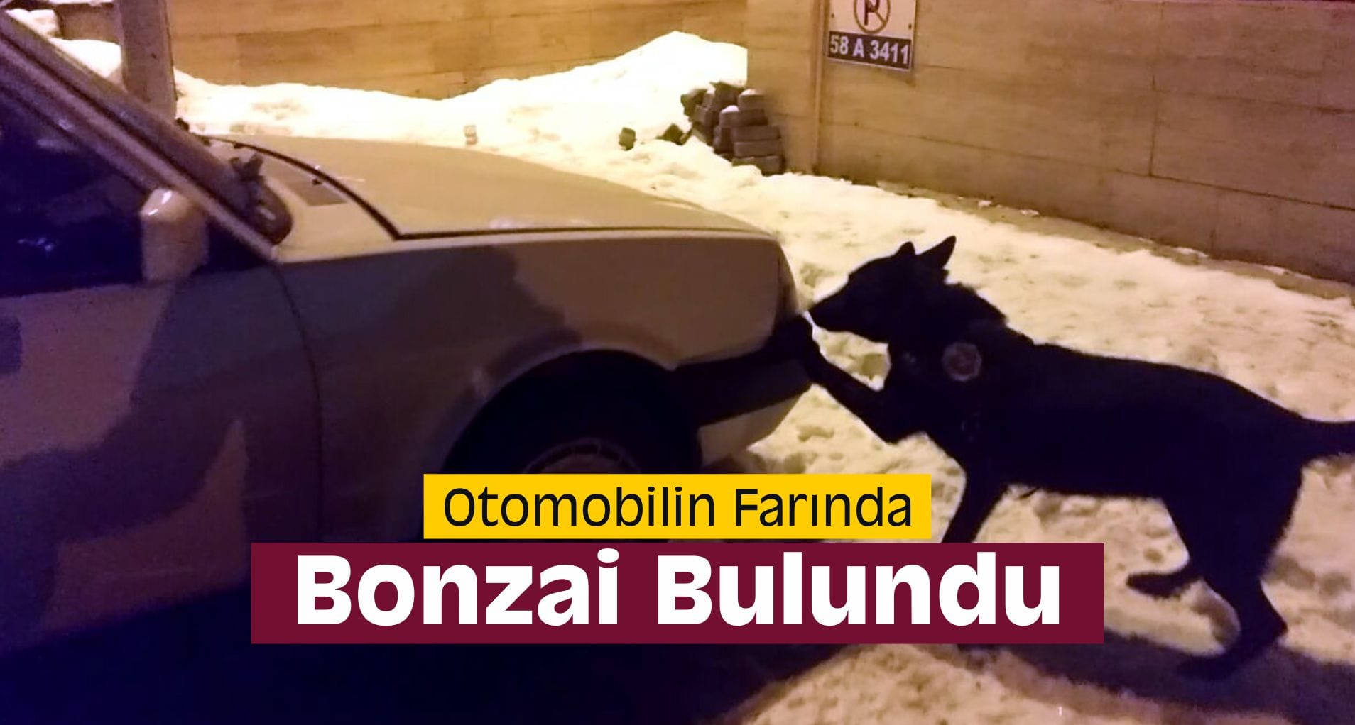 Otomobilin Farında Bonzai Bulundu