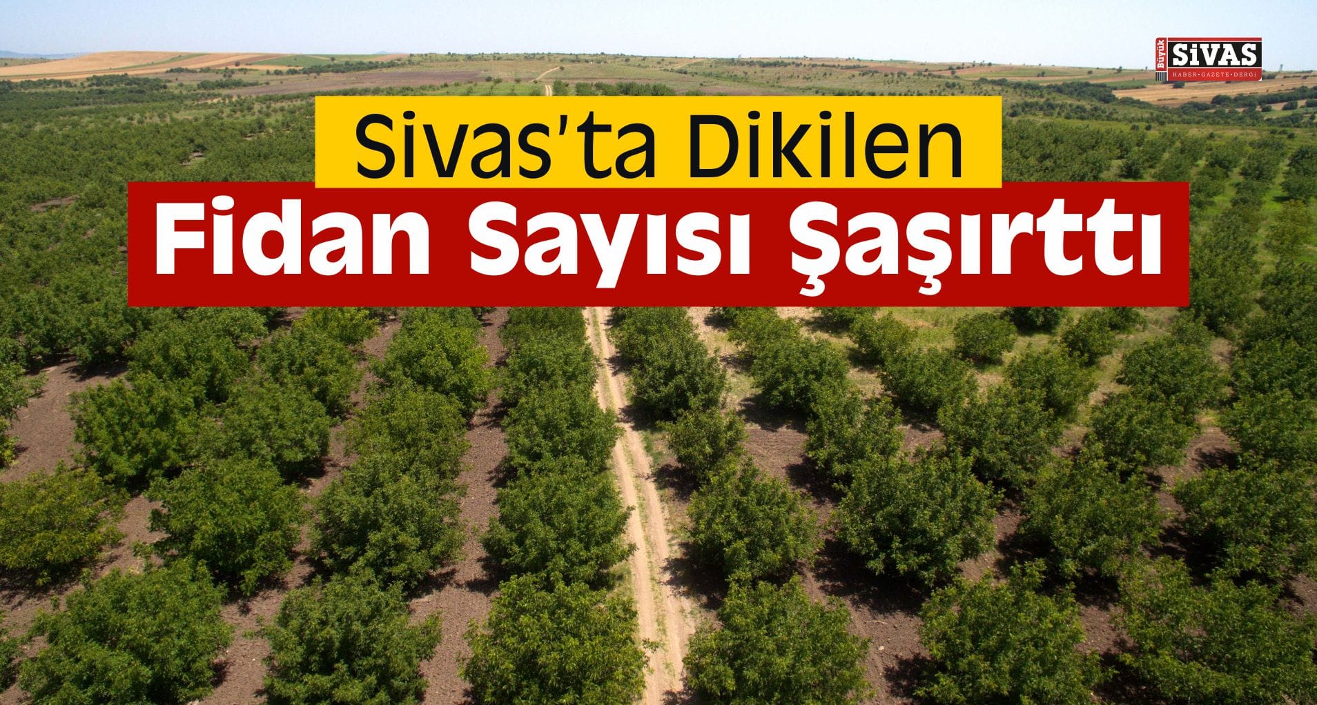 Sivas’ta 2 Milyon 556 Bin Fidan Dikildi