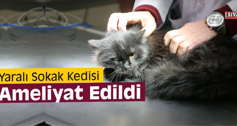 Yaralı Sokak Kedisi Ameliyat Edildi