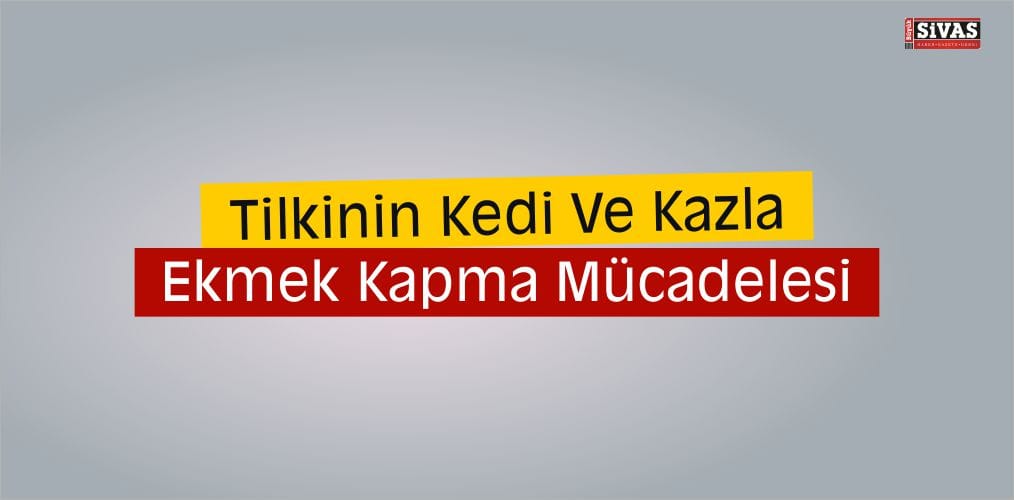 Tilkinin Kedi ve Kazla Ekmek Kapma Mücadelesi