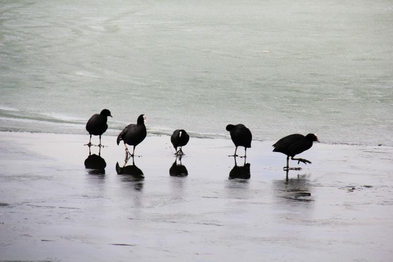 Hafik Gölü�ne Göçmen Kuşlar Akın Etti Büyük Sivas Haber Sivas