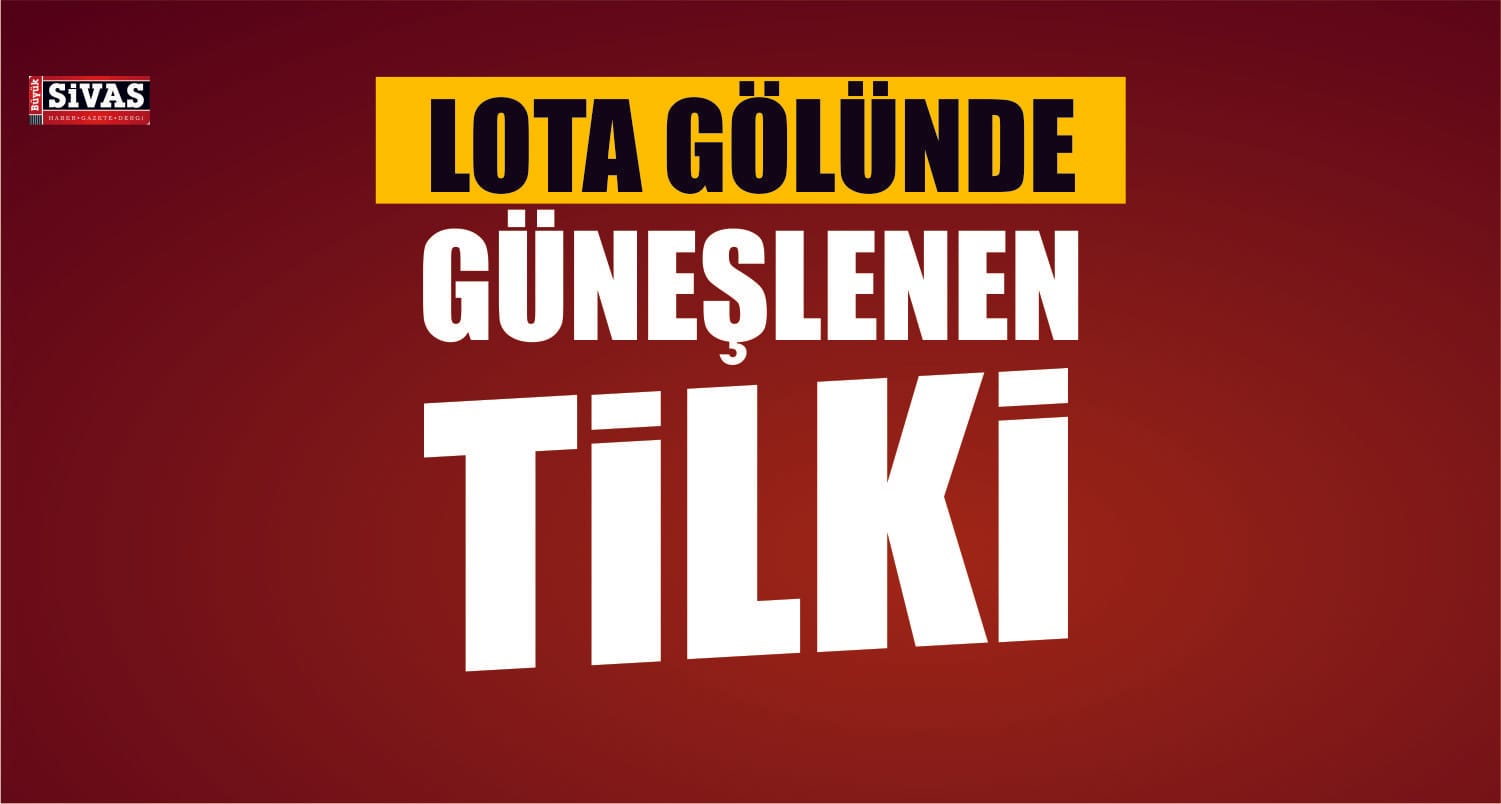 Tilkinin göl kenarında güneş keyfi