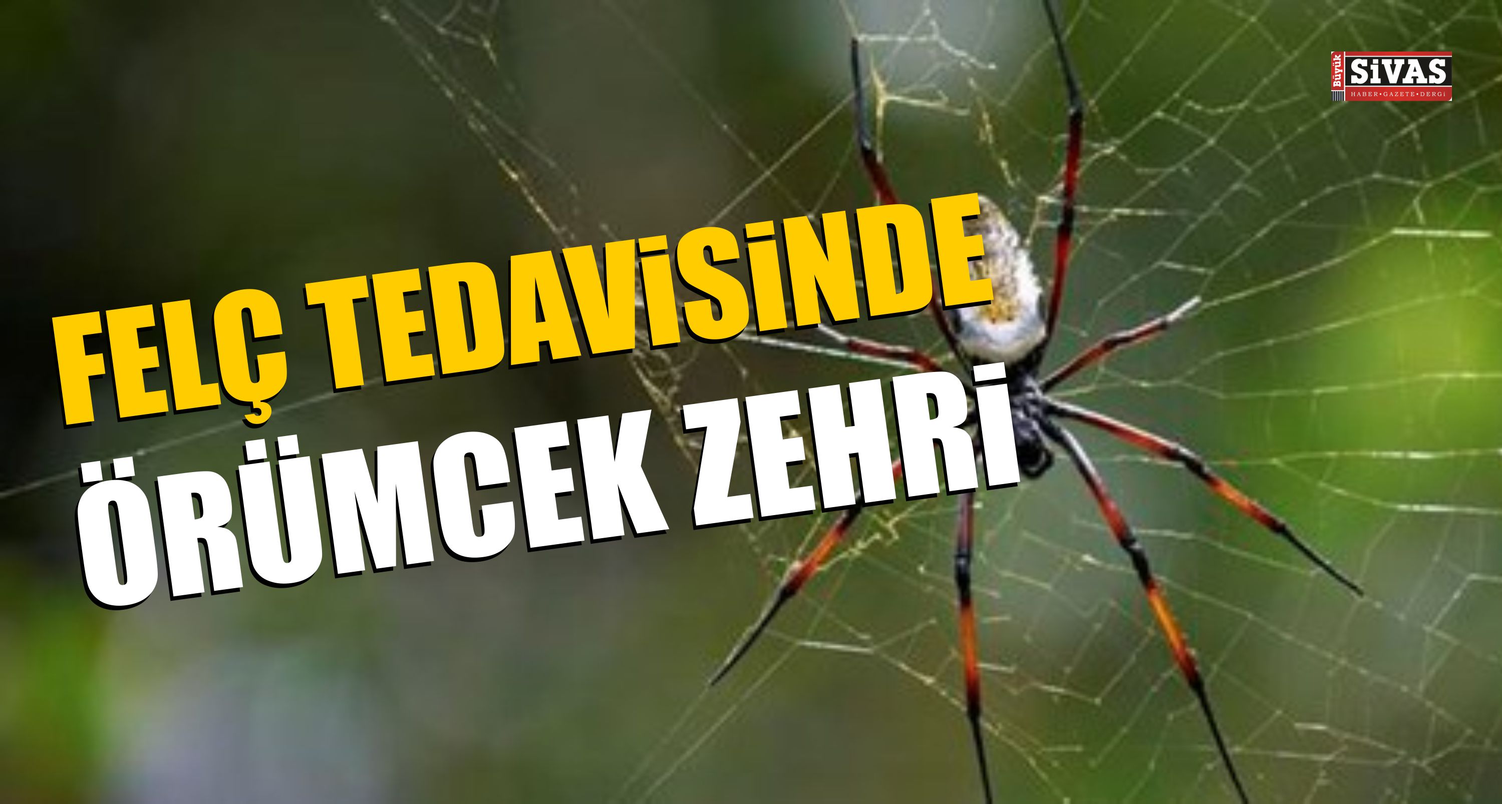 Örümcek Zehri Felç Tedavisinde Kullanılabilir
