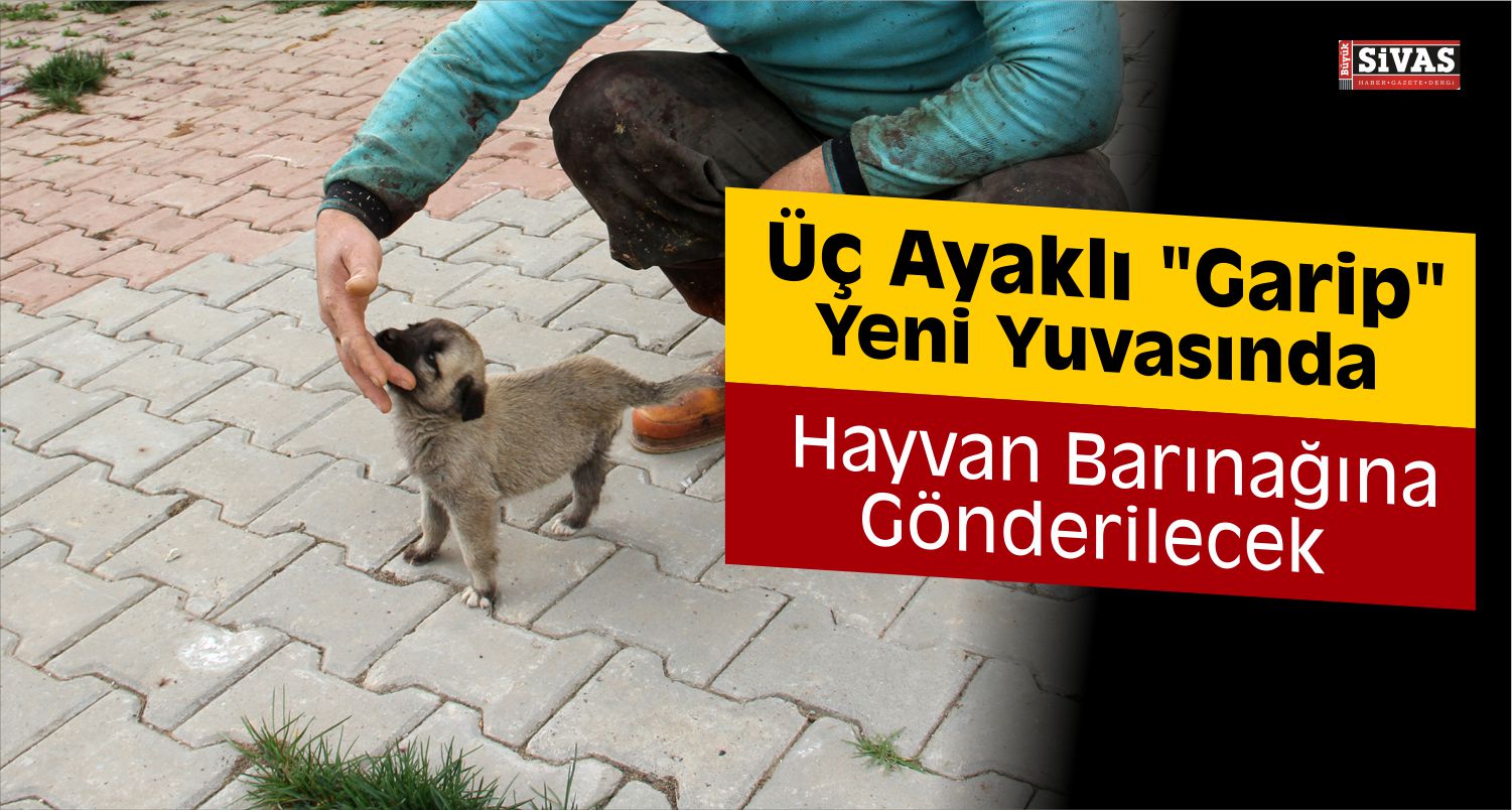 Üç Ayaklı Sokak Köpeği “Garip” Artık Yeni Yuvasında