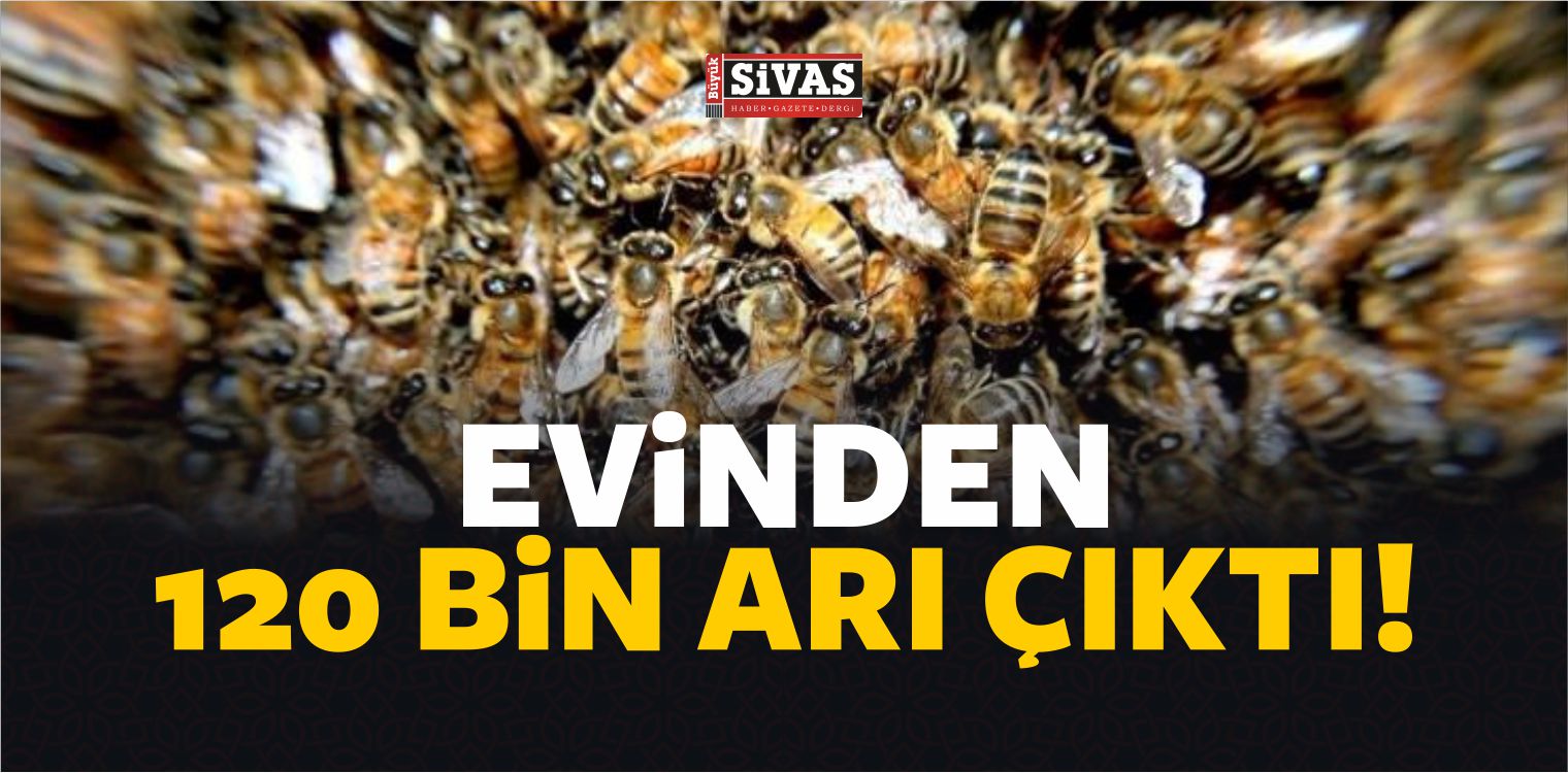 Evinden 120 Bin Arı Çıktı!