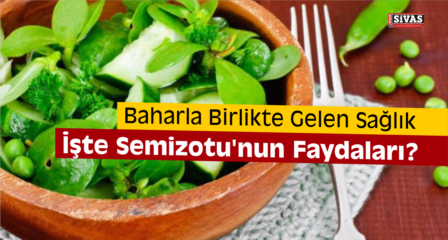 semizotu faydaları