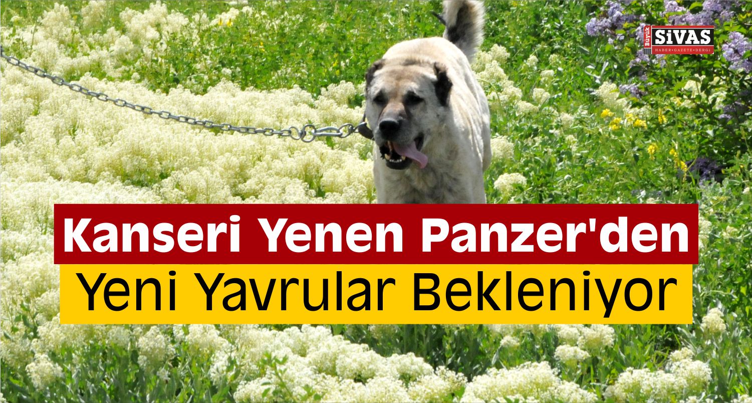tarımın gözdesi panzer