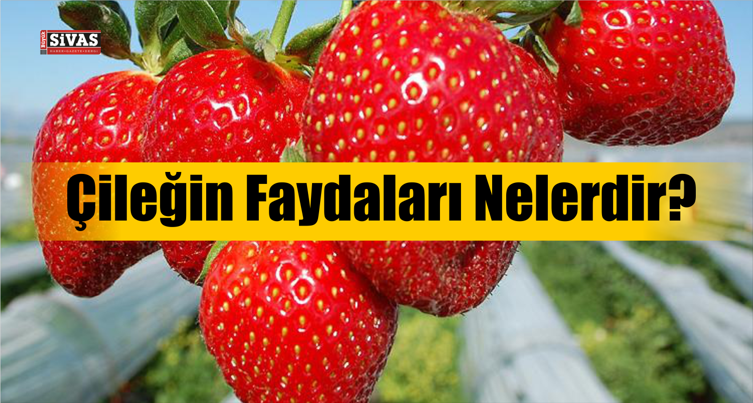 çilek faydaları