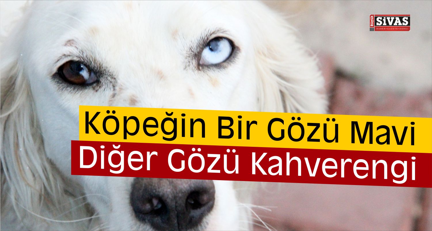 İki Gözü Farklı Renkte Olan Köpek İlgi Çekiyor