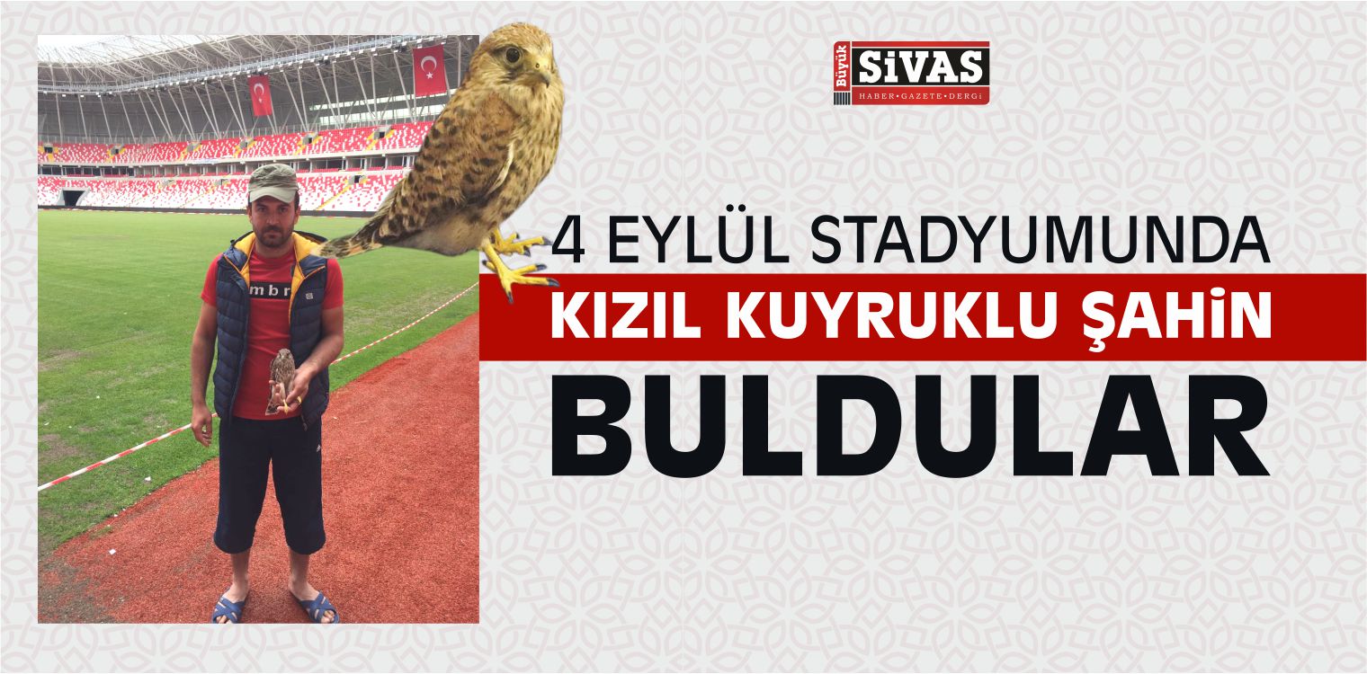 Kızıl Kuyruklu Şahin