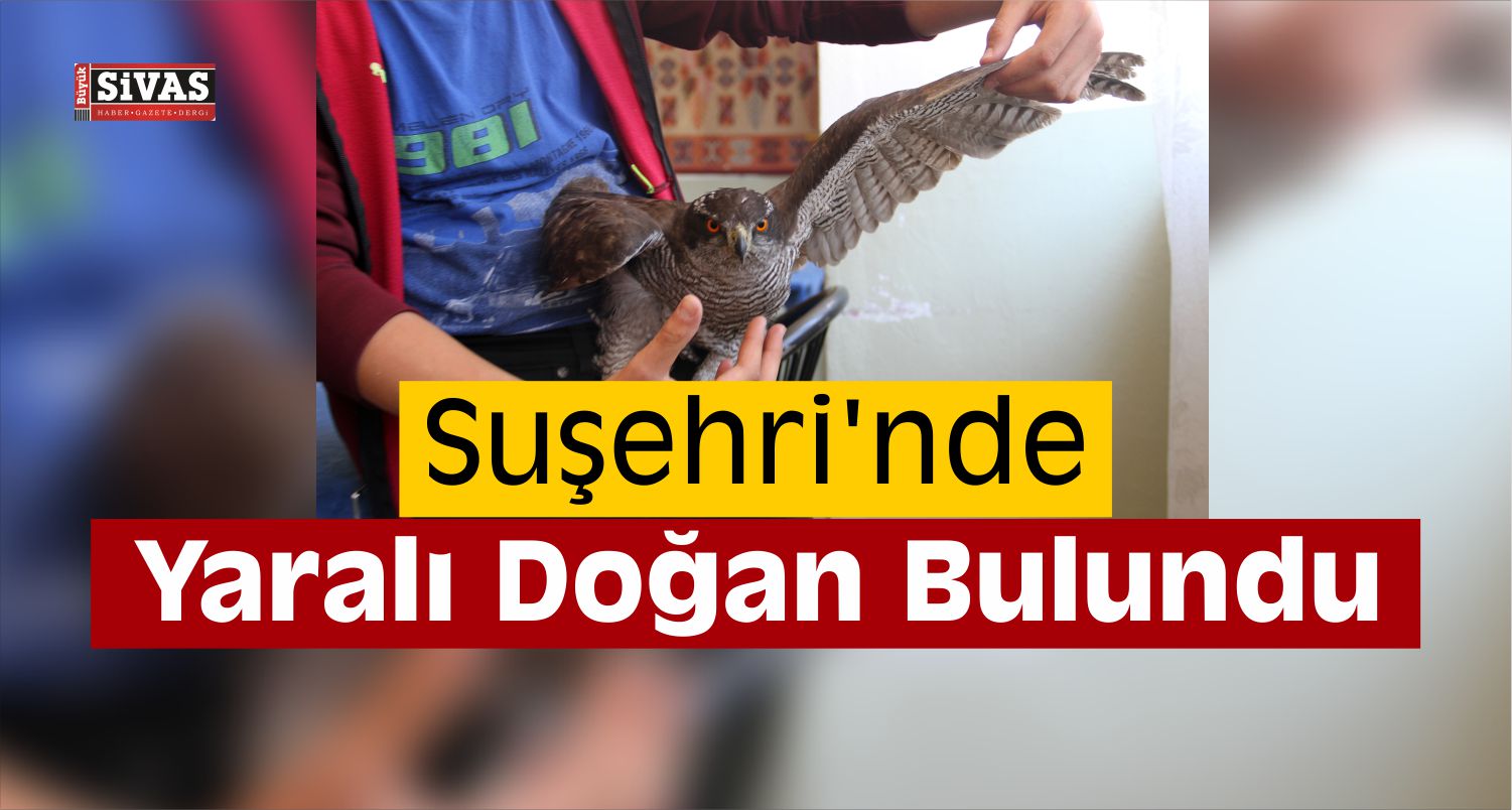 Suşehri’nde yaralı doğan bulundu