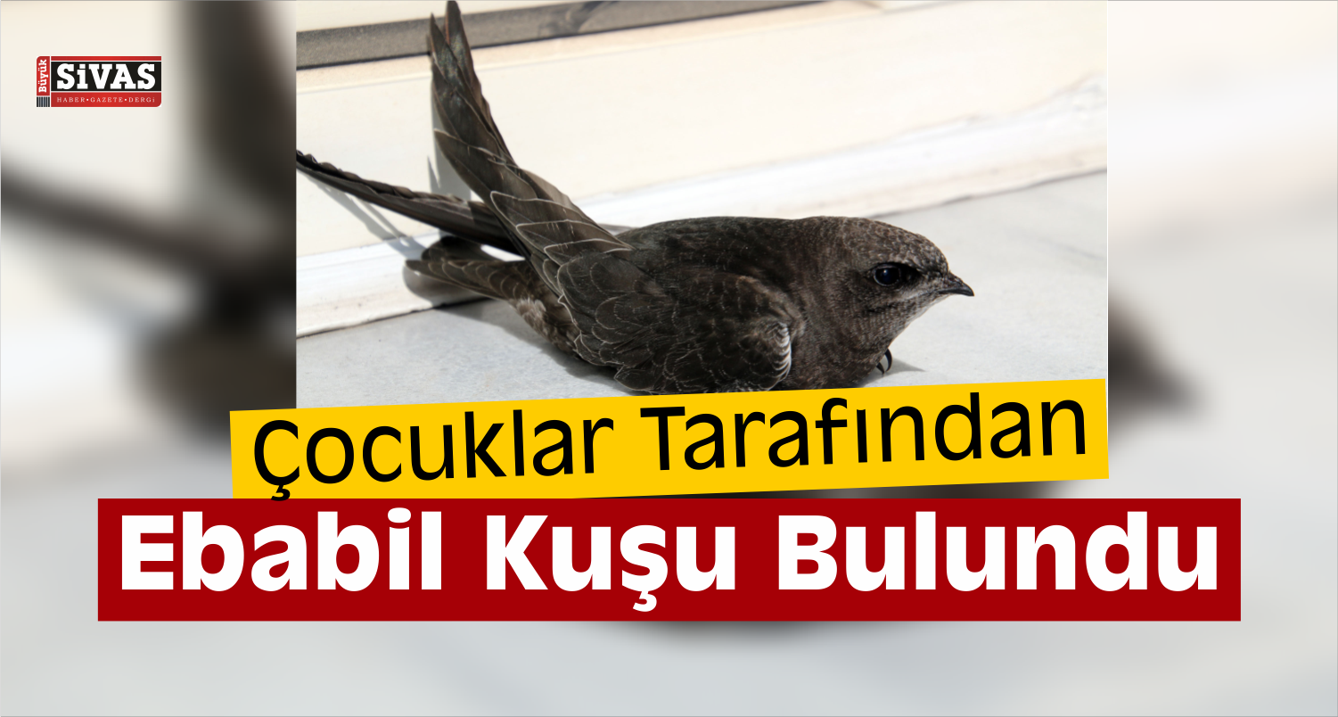 Şarkışla'da Ebabil Kuşu Bulundu