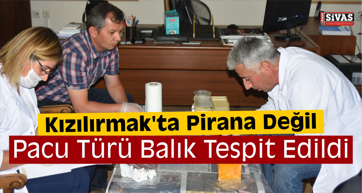 Kızılırmak'ta Pirana Bulunduğu İddiası
