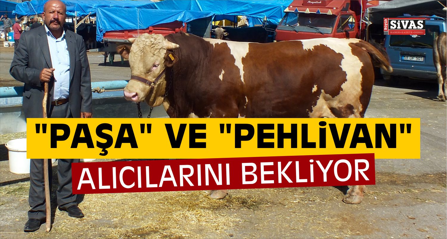 Paşa ve Pehlivan Alıcılarını Bekliyor