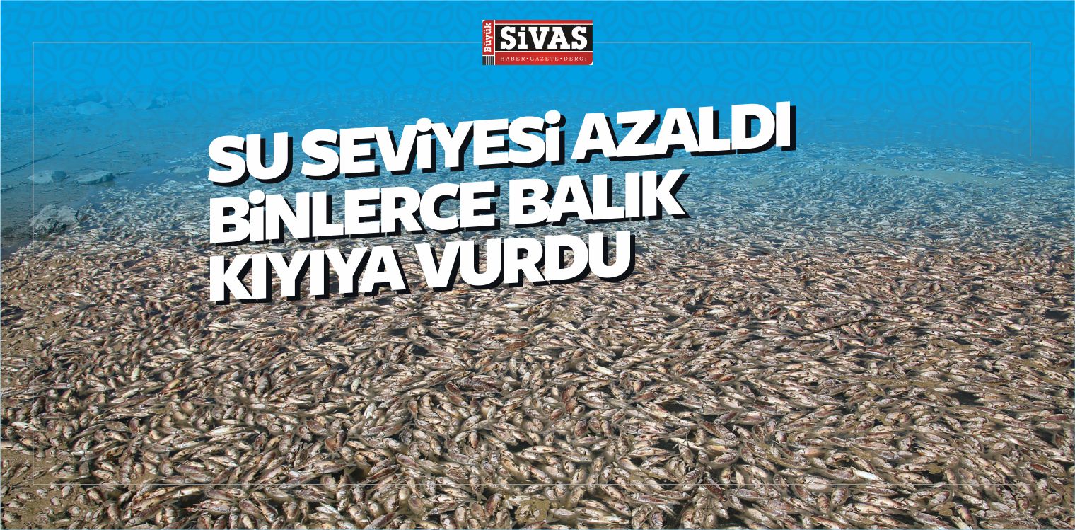 Su Seviyesi Azaldı Binlerce Balık Kıyıya Vurdu