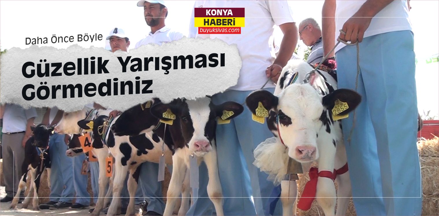 Buzağı Güzellik Yarışması