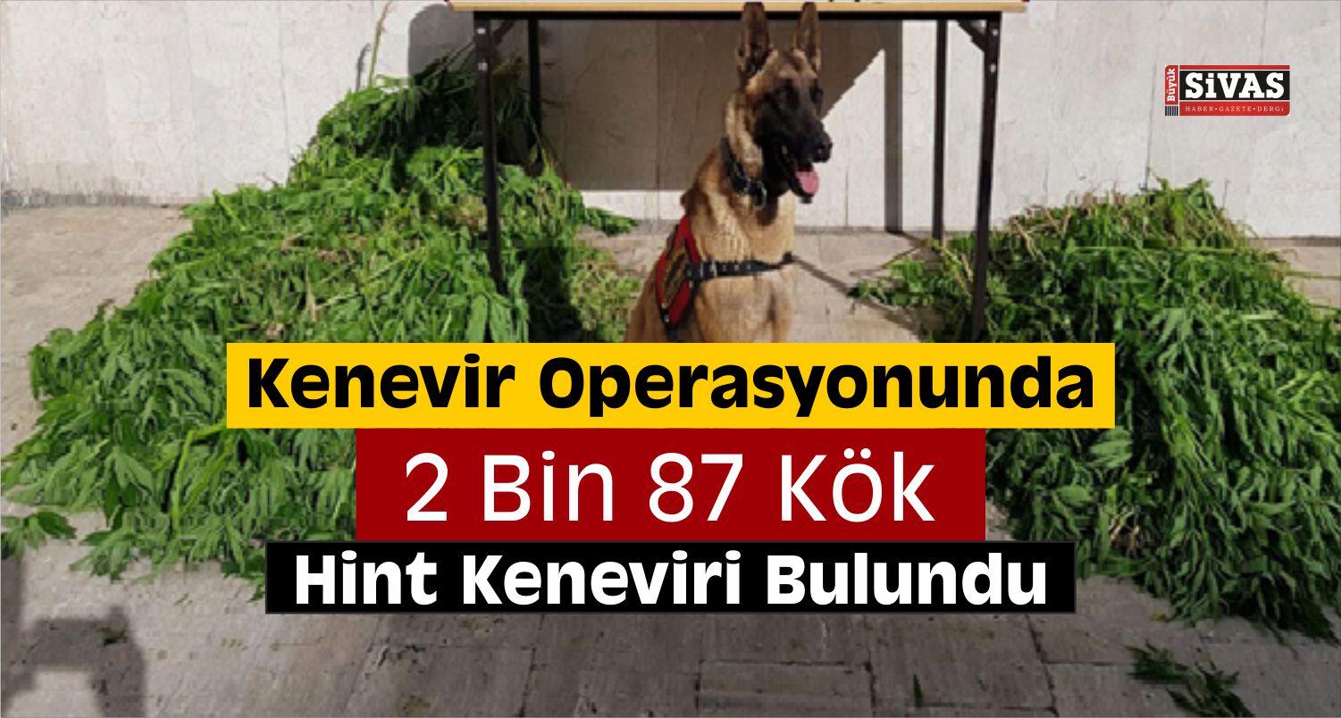 Sivas’ta Kenevir Operasyonu