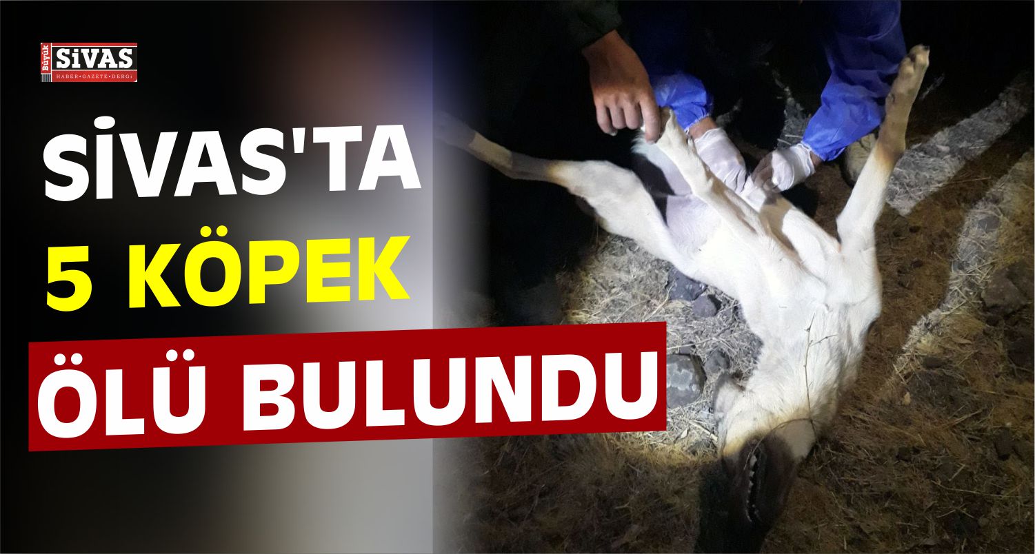 Sivas'ta Köpek Ölümleri
