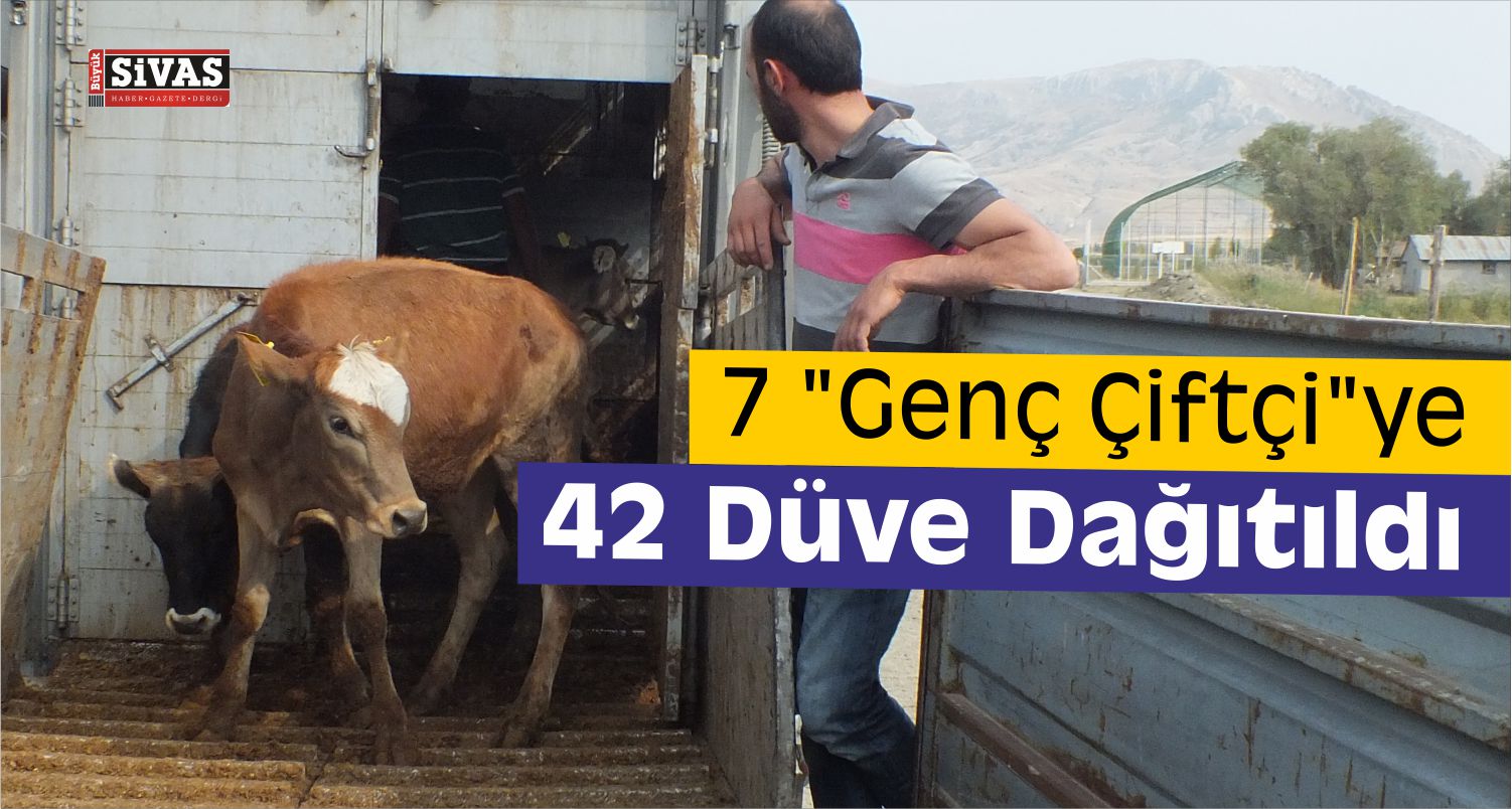 Ulaş Düve Dağıtıldı