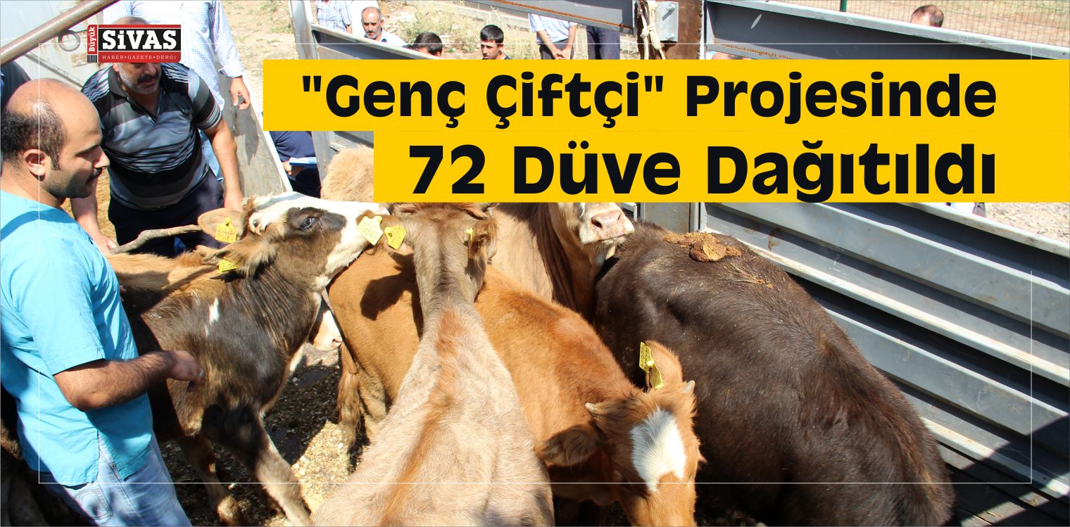 Suşehri’nde “Genç Çiftçi” Projesinde 72 Düve Dağıtıldı