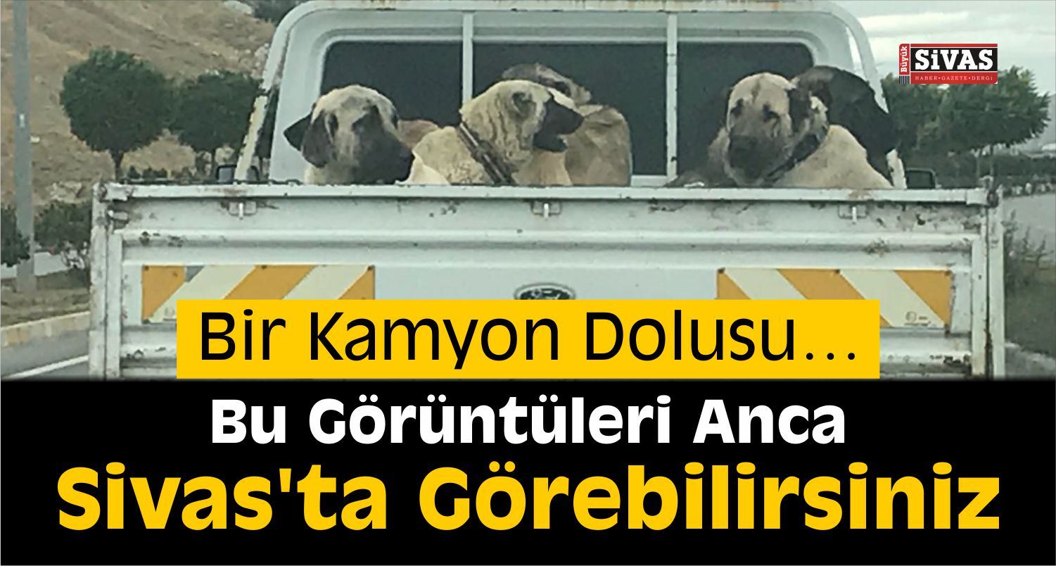Sivas’ta Çoban Köpekleri Güzellik Yarışması Düzenlendi