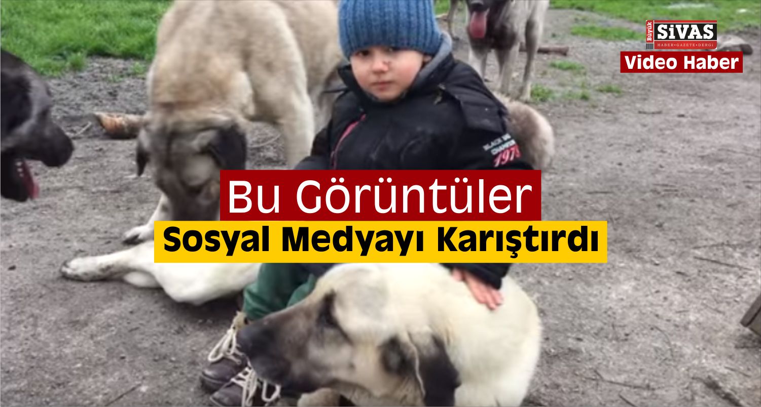 Kangal Köpeği ve Küçük Çocuğun Oyunu