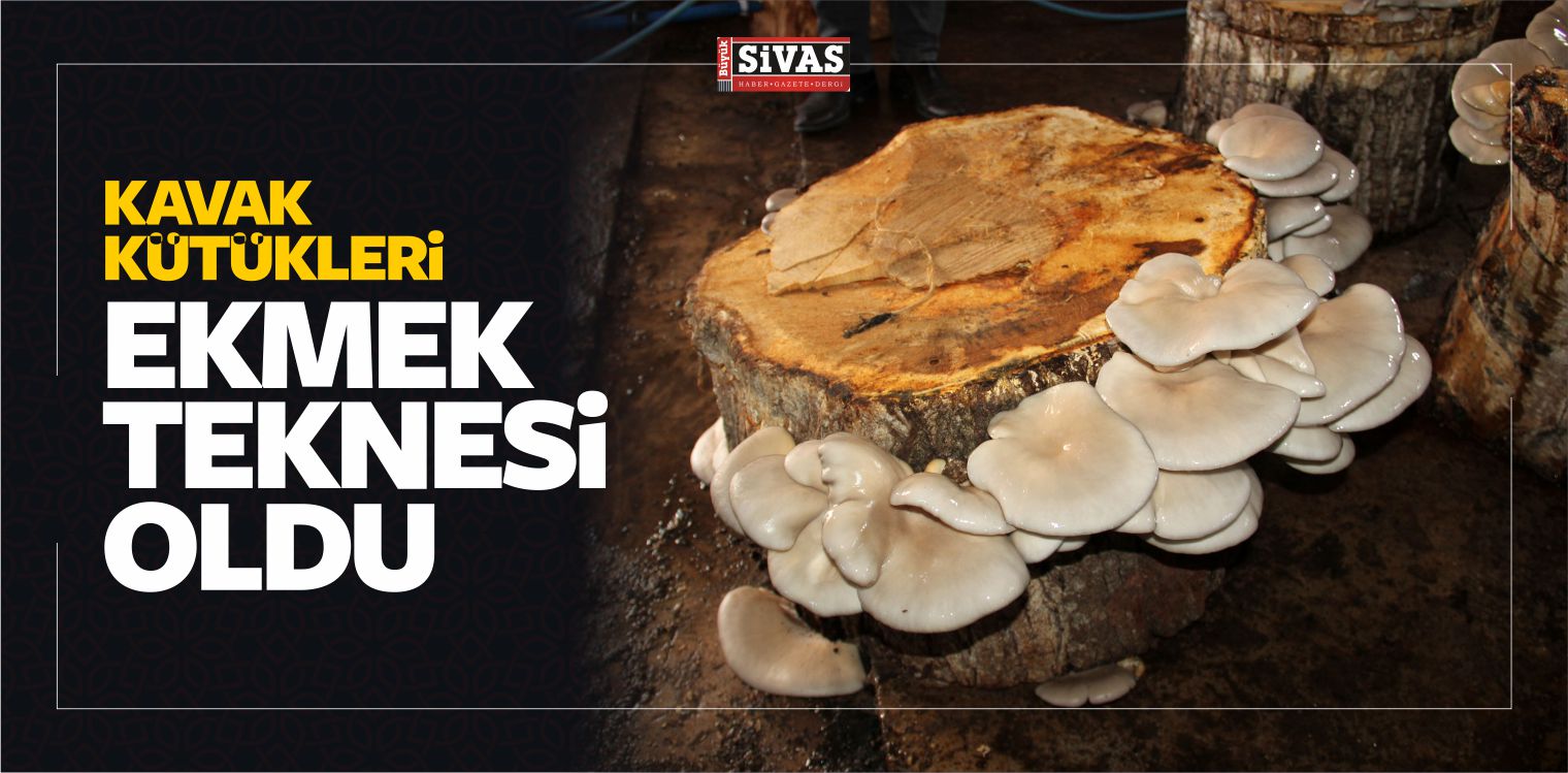 Suşehri ilçesinde Kavak Kütükleri Ekmek Teknesi Oldu