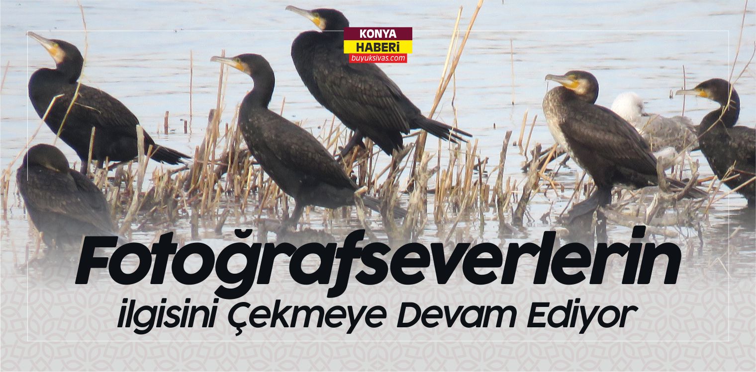 fotoğrafseverlerin ilgisini