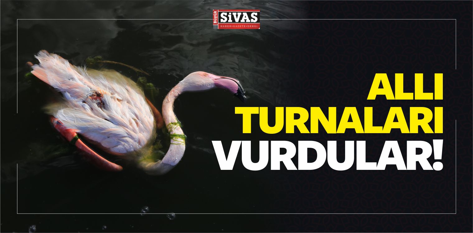 Kaçak Avcılar Allı Turna Olarak Bilinen 6 Flamingoyu Vurdular