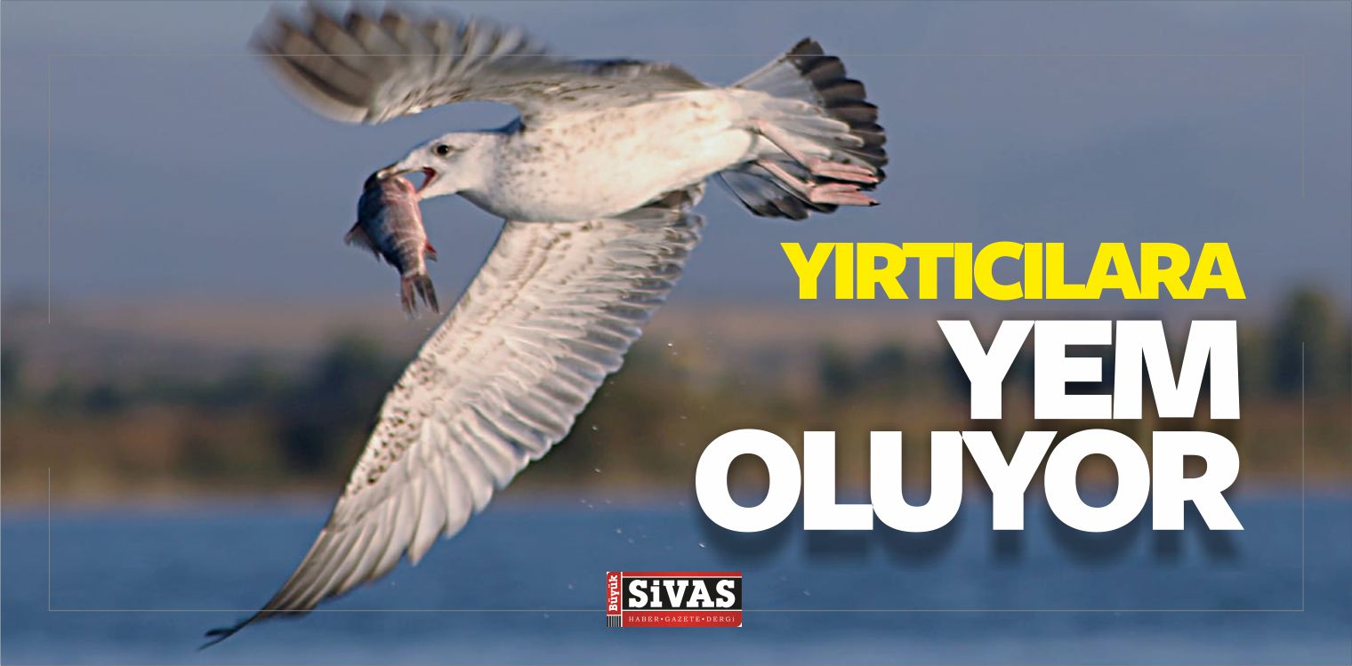 Gölde Çin Sazanı Gezen Kuşlara ve Yırtıcılara Yem Oluyor