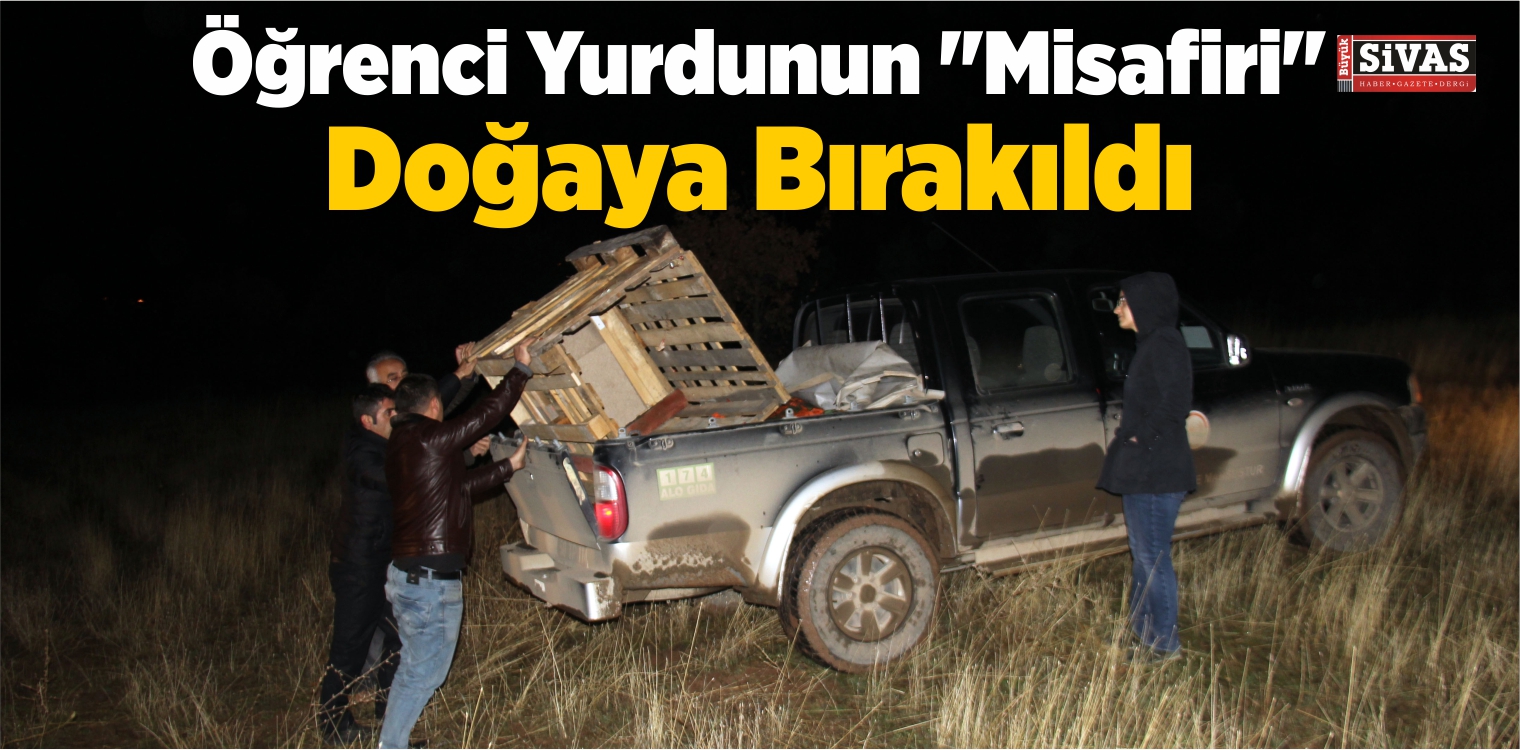 Öğrenci Yurdunun “Misafiri” Doğaya Bırakıldı