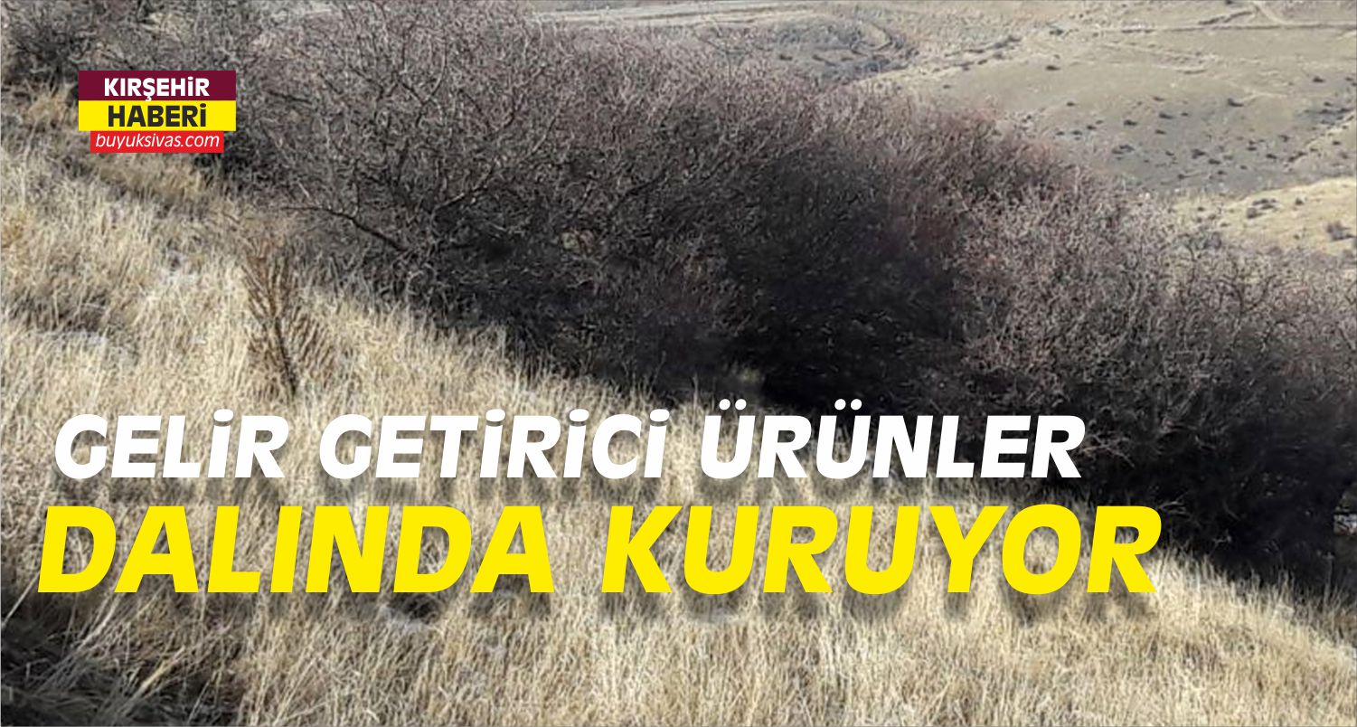 Gelir Getirici Ürünler Dalında Kuruyor