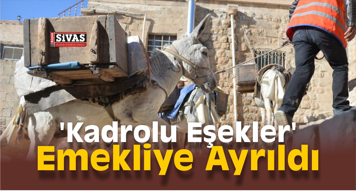 Kadrolu Eşekler