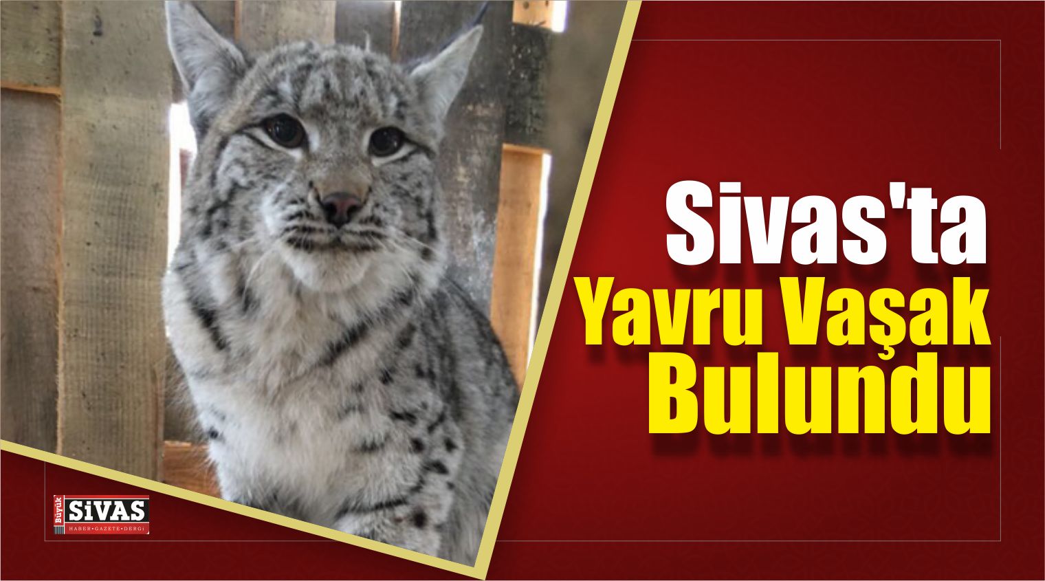 Sivas’ın Hafik İlçesi’nde Yavru Vaşak Bulundu