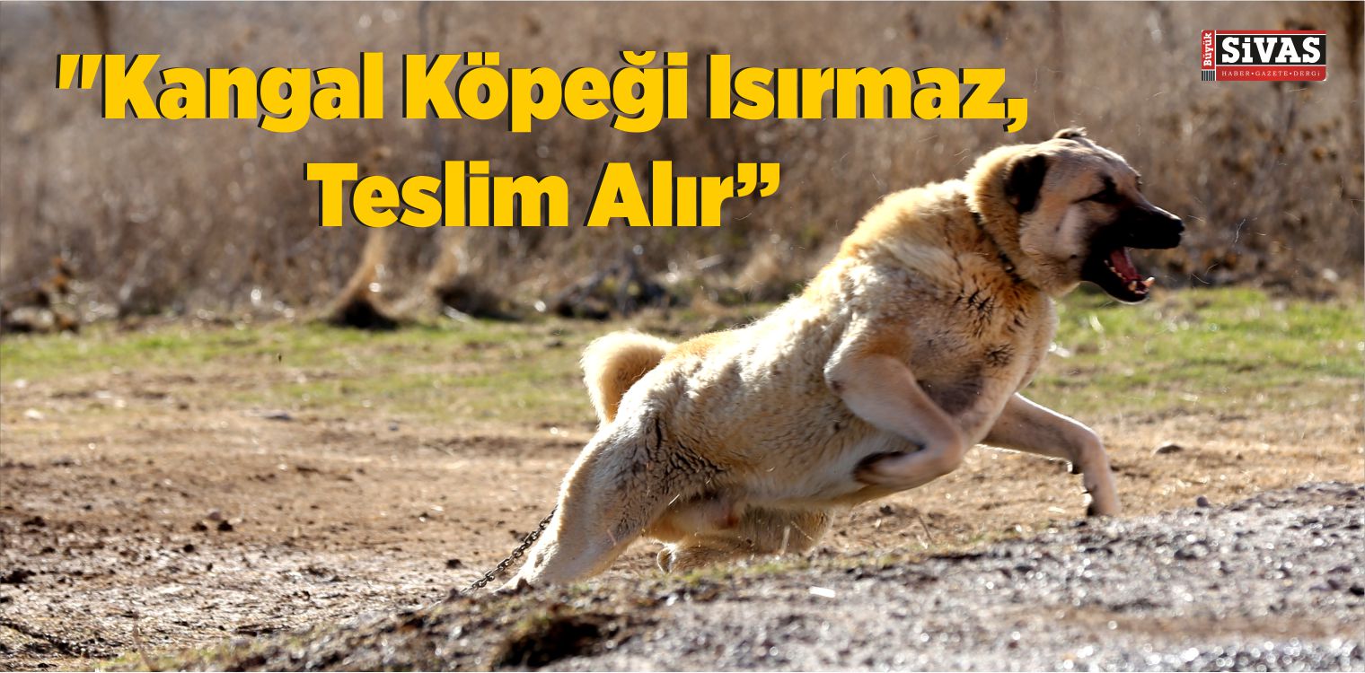 Kangal Köpeği Uzmanı Hüseyin Yıldız: “Kangal Köpeği Isırmaz, Teslim Alır”