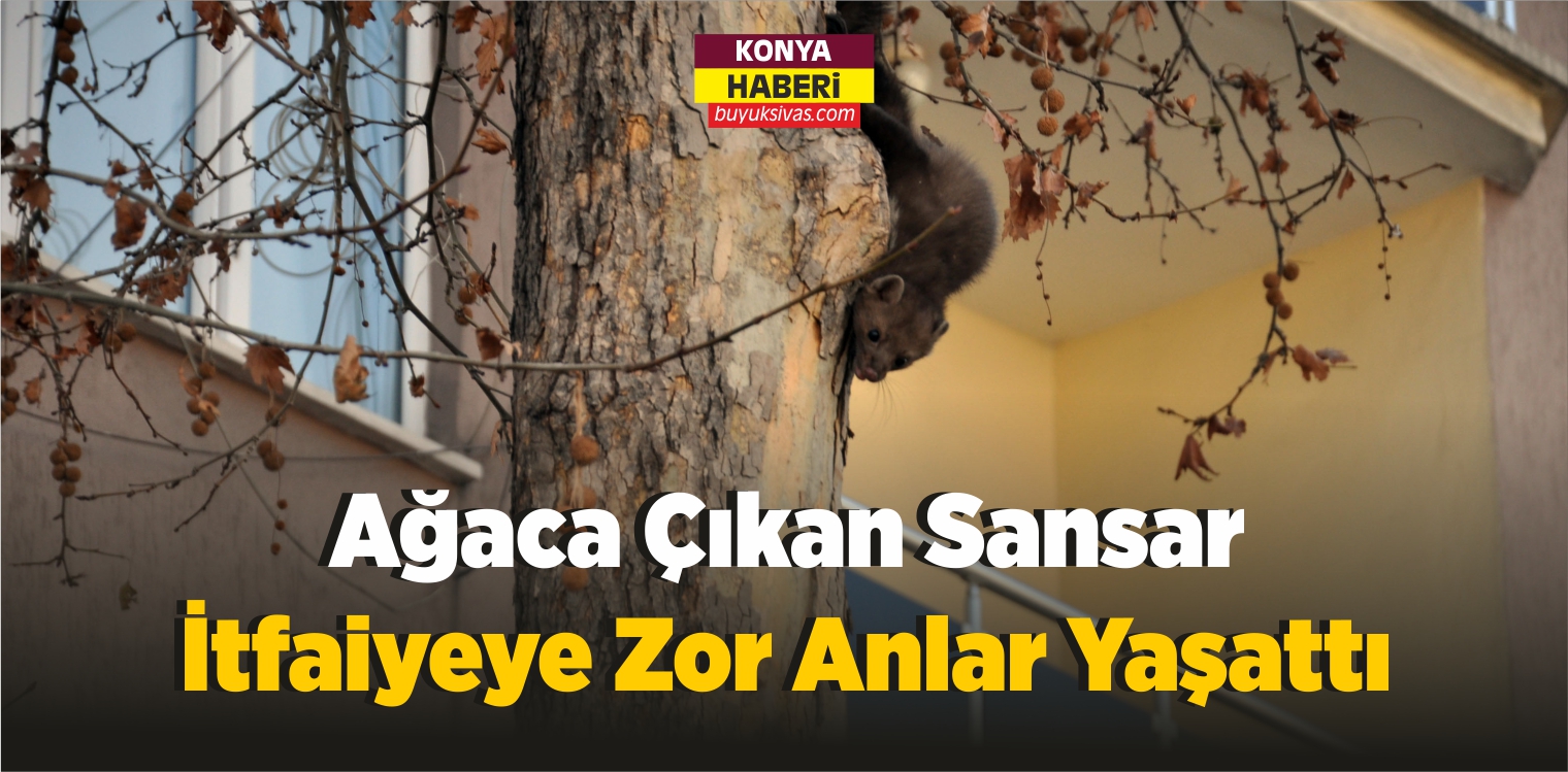 Ağaca Çıkan Sansar İtfaiyeye Zor Anlar Yaşattı