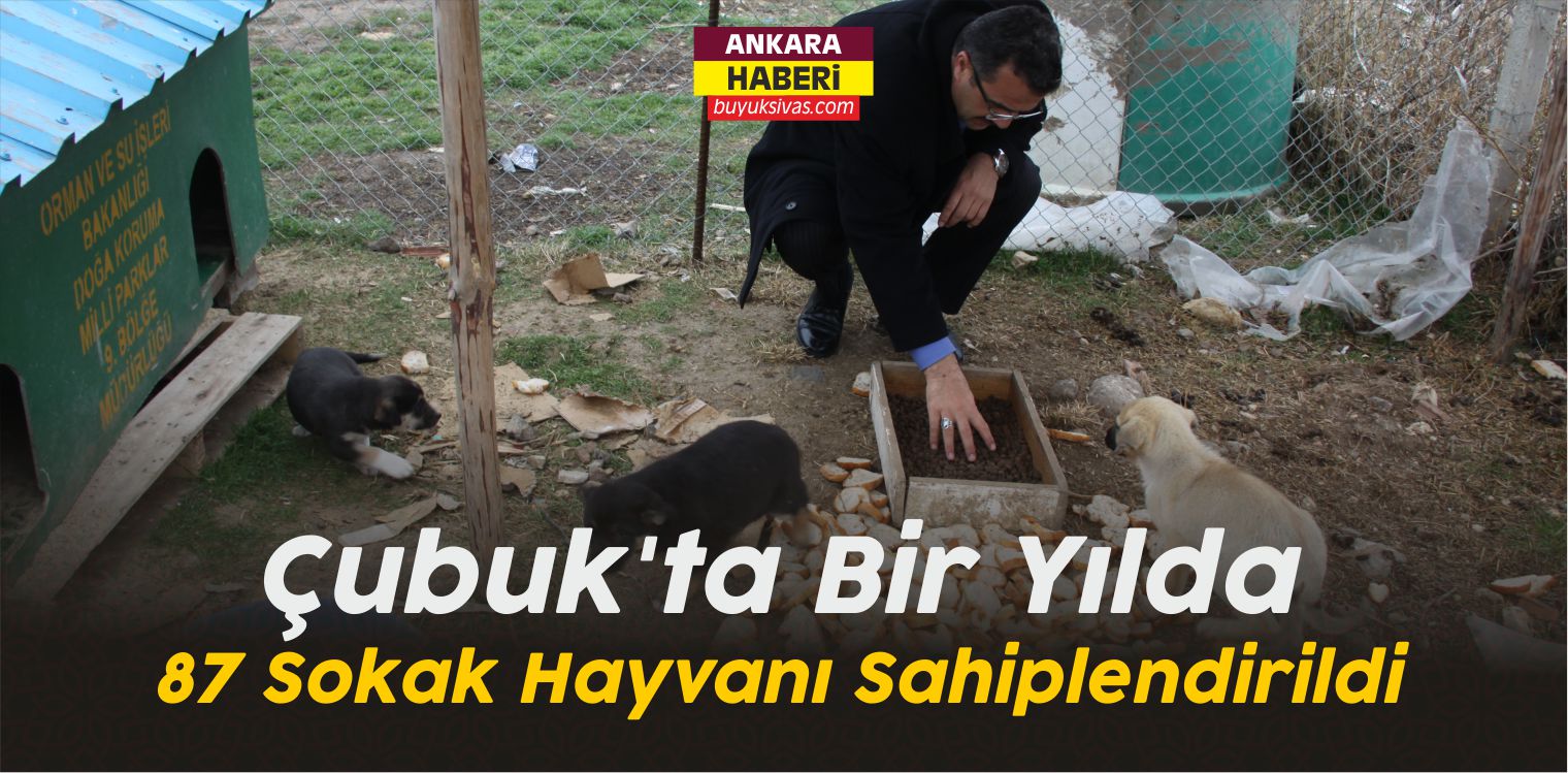 Çubuk’ta Bir Yılda 87 Sokak Hayvanı Sahiplendirildi