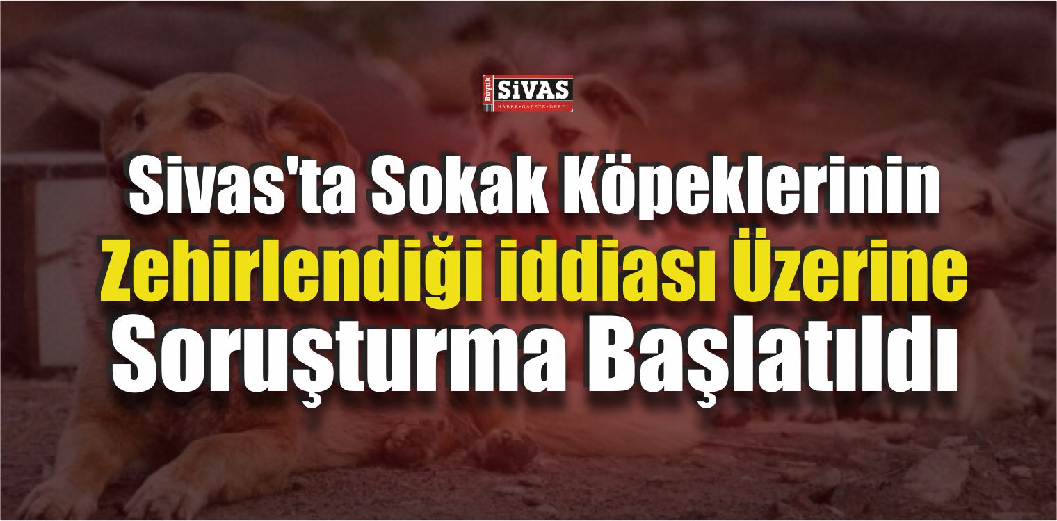Sokak Köpekleri