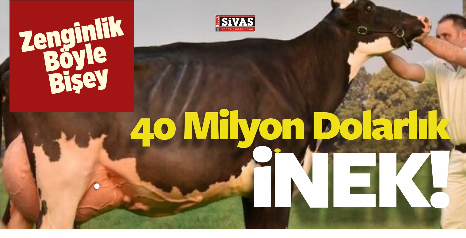 Zenginlik Böyle Bişey işte… 40 Milyon Dolarlık inek!