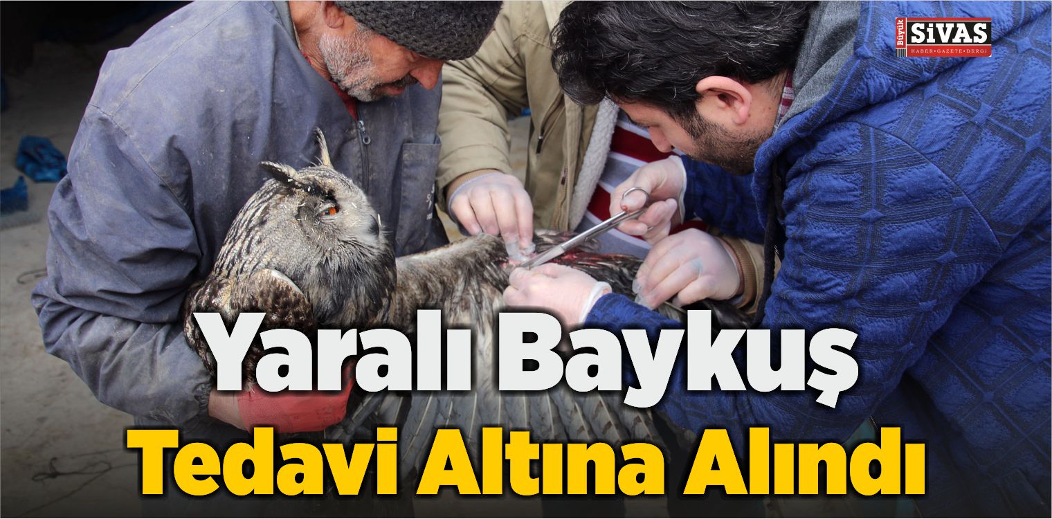 Yaralı Baykuş Tedavi Altına Alındı