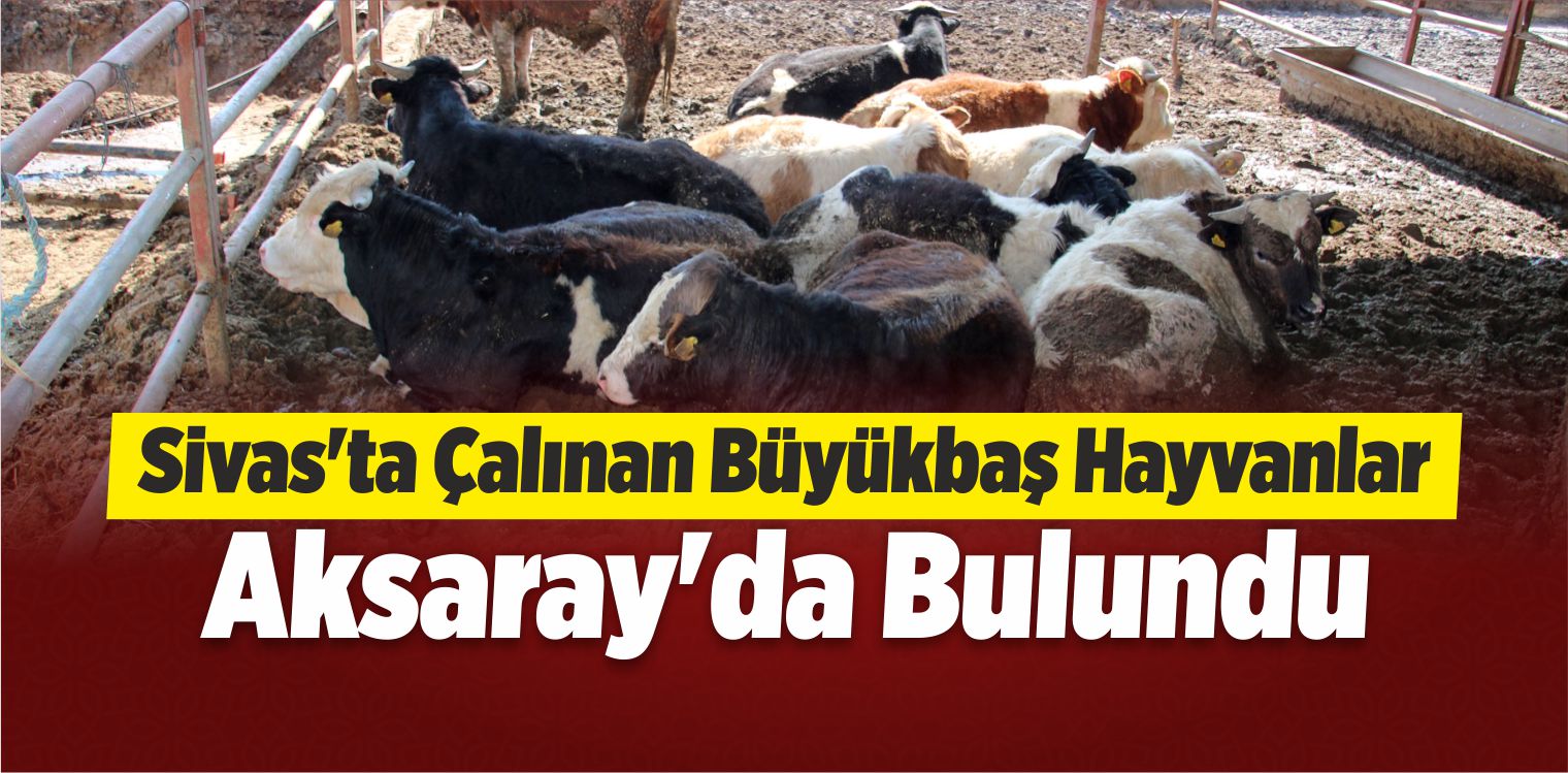 Şarkışla’da Büyükbaş Hayvan Hırsızlığı