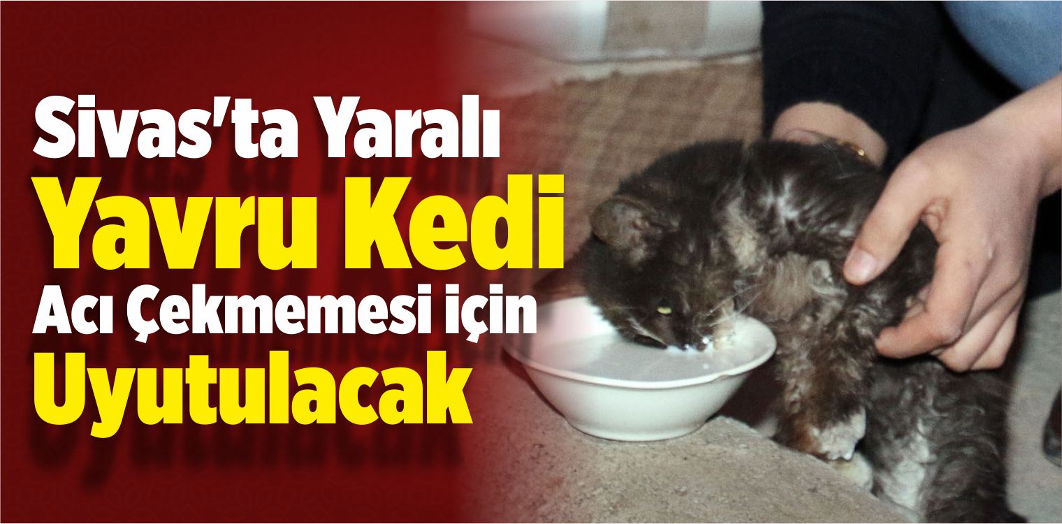 Yaralı Yavru Kedi Acı Çekmemesi İçin Uyutulacak