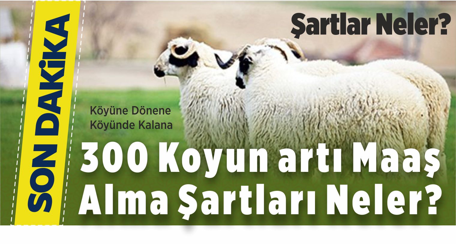 300 Koyun artı Maaş Alma Şartları Neler? Kimler Alabilecek?