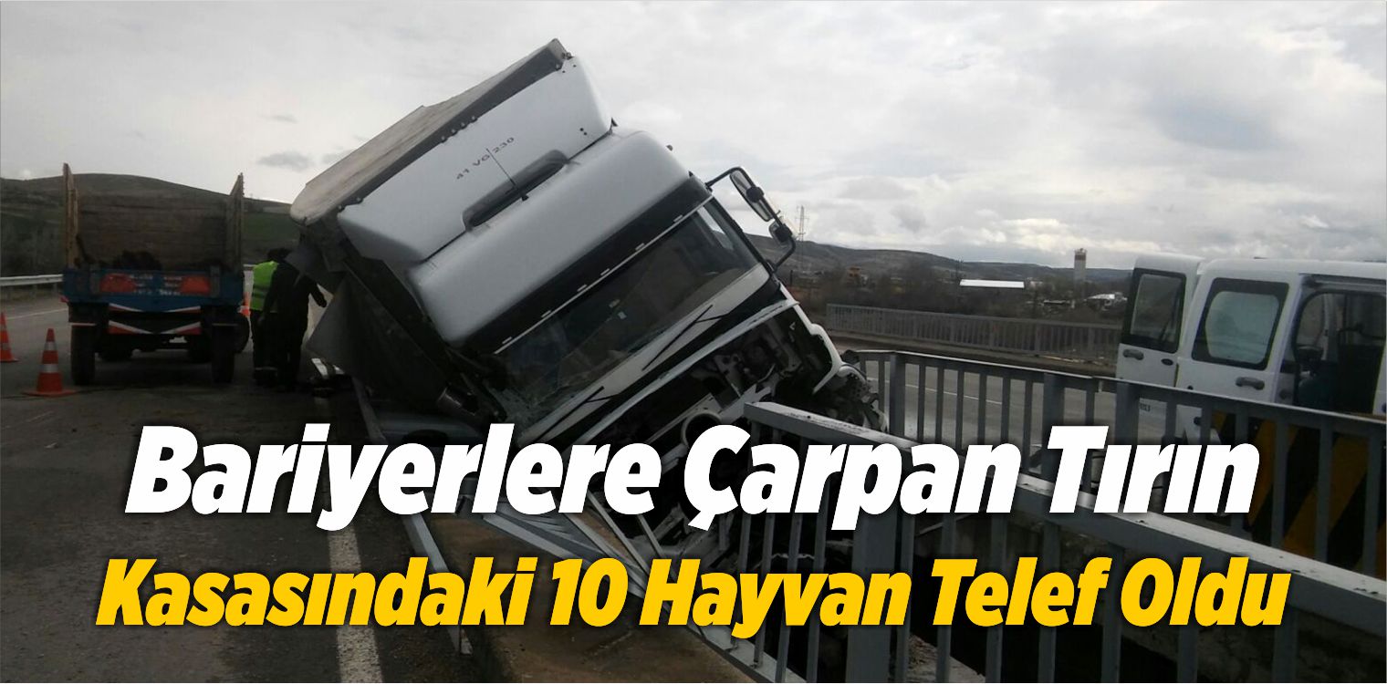 Bariyerlere Çarpan Tırın Kasasındaki 10 Hayvan Telef Oldu