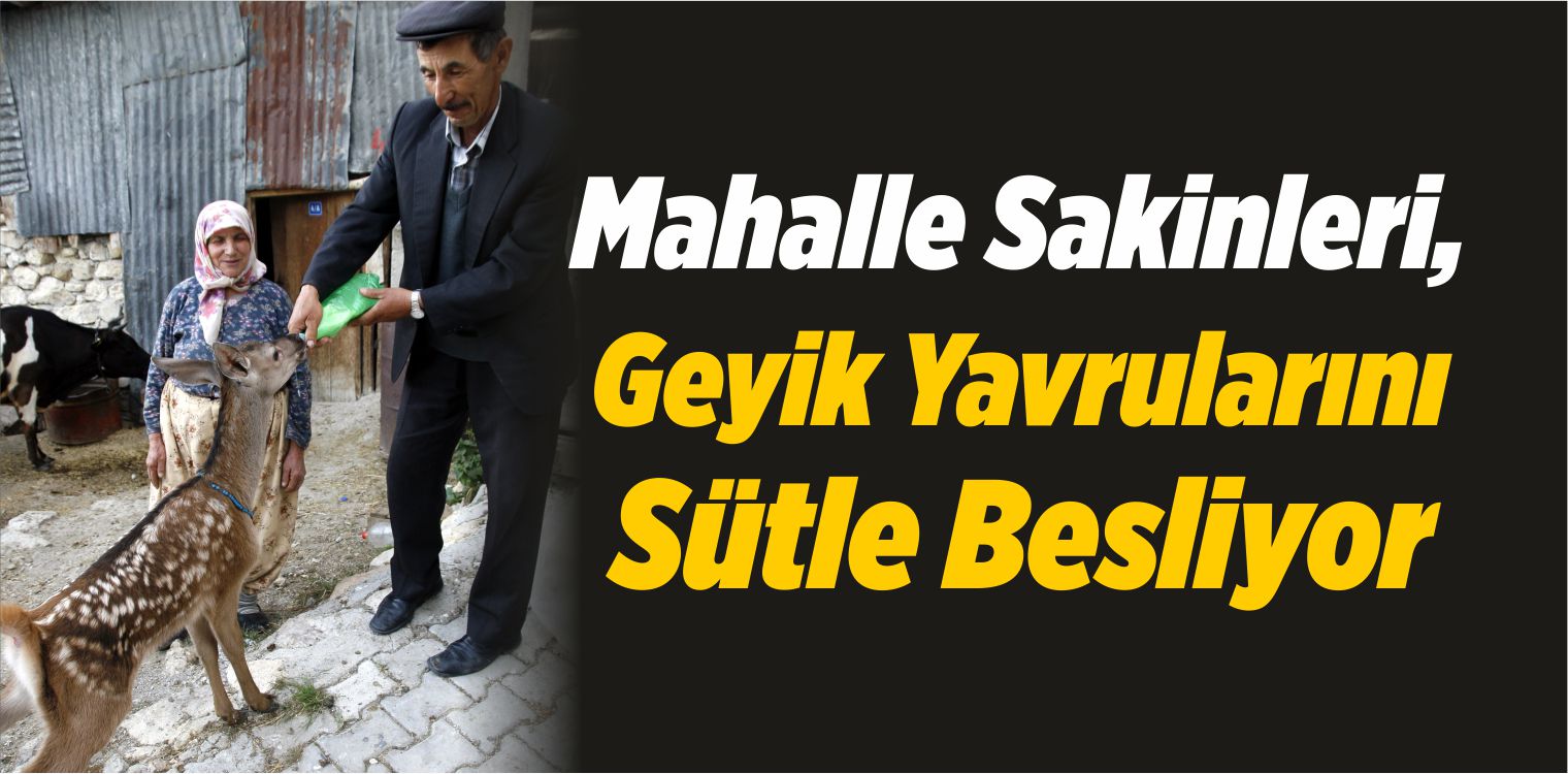 Mahalle Sakinleri, Geyik Yavrularını Sütle Besliyor