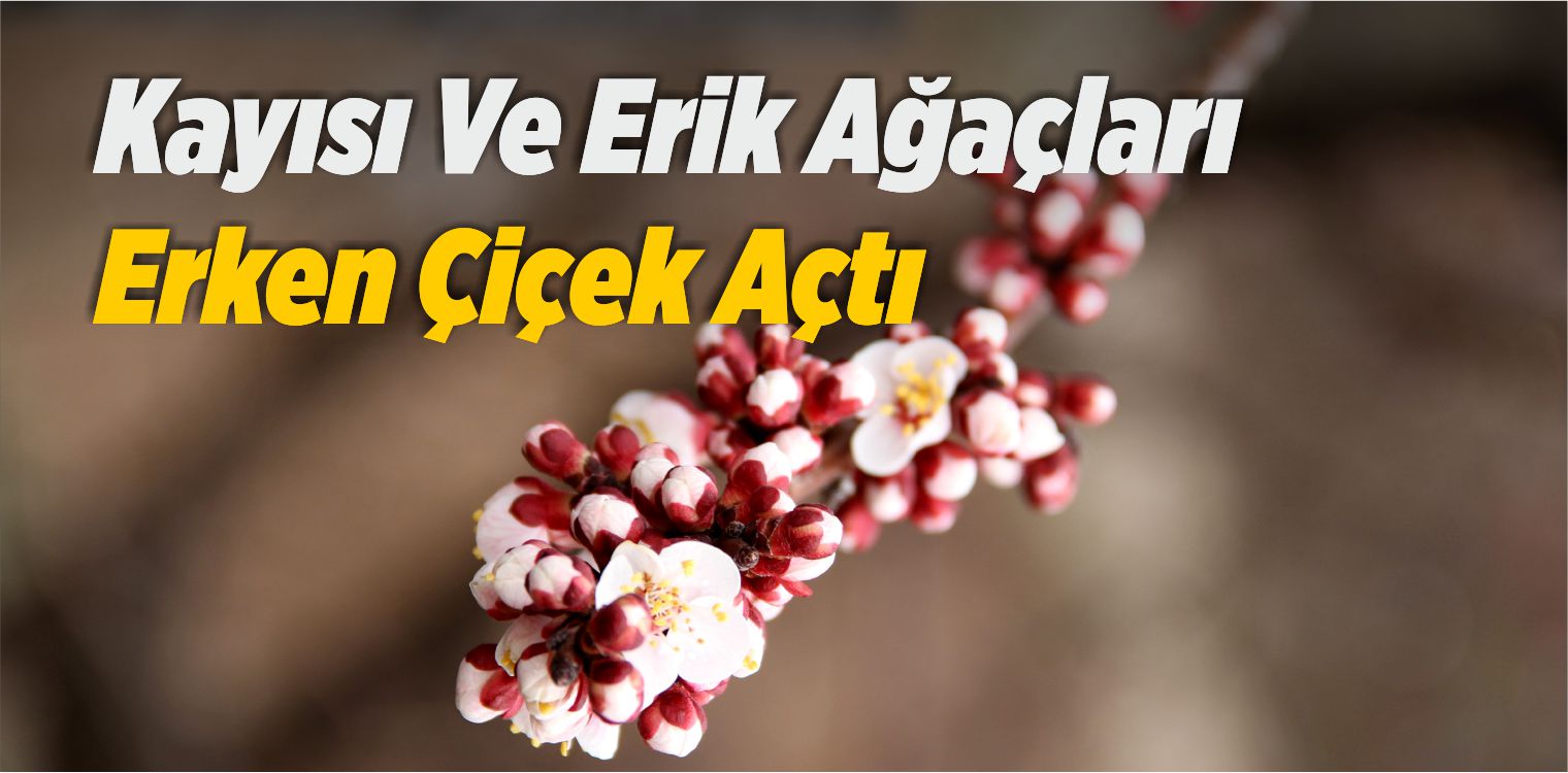 Çiçek Açtı
